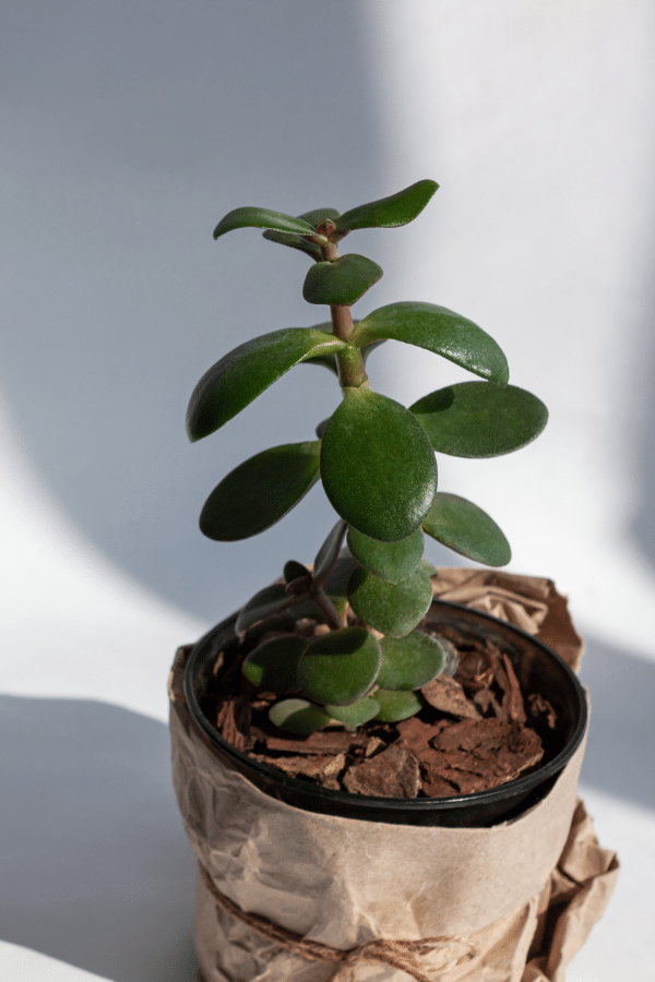 Jade Plant Crassula