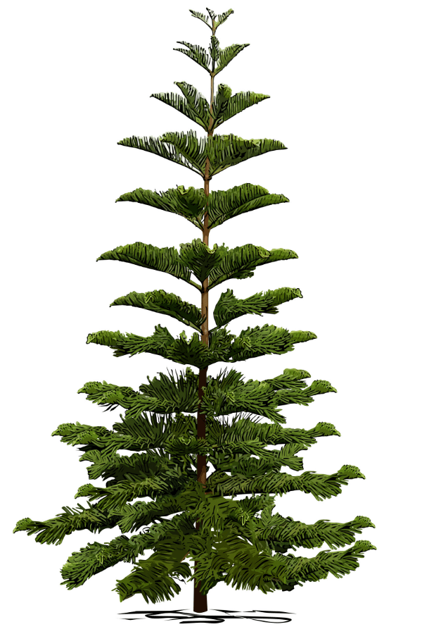 Norfolk Island Pine Araucaria Heterophylla