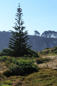 Norfolk Island Pine Care