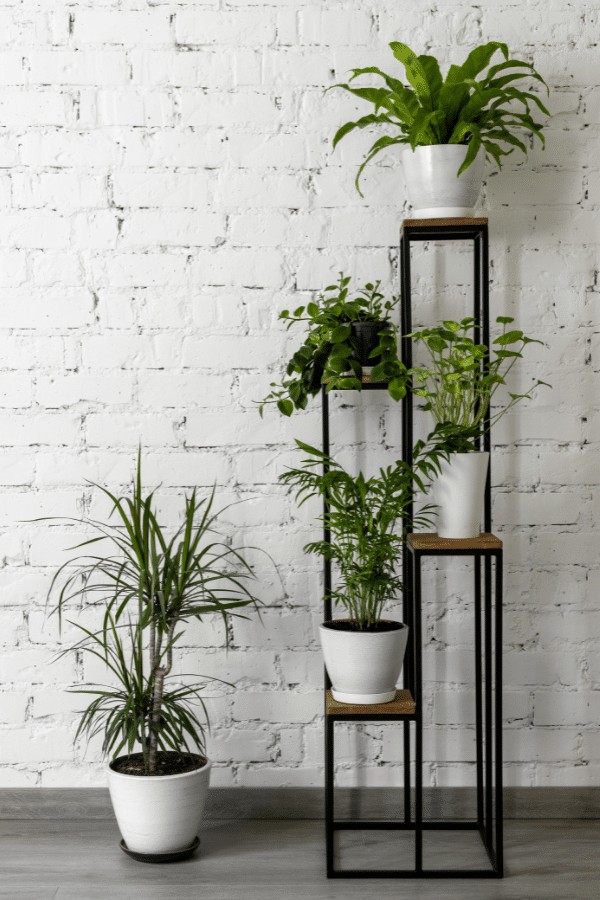 Best Air Purifying Plants