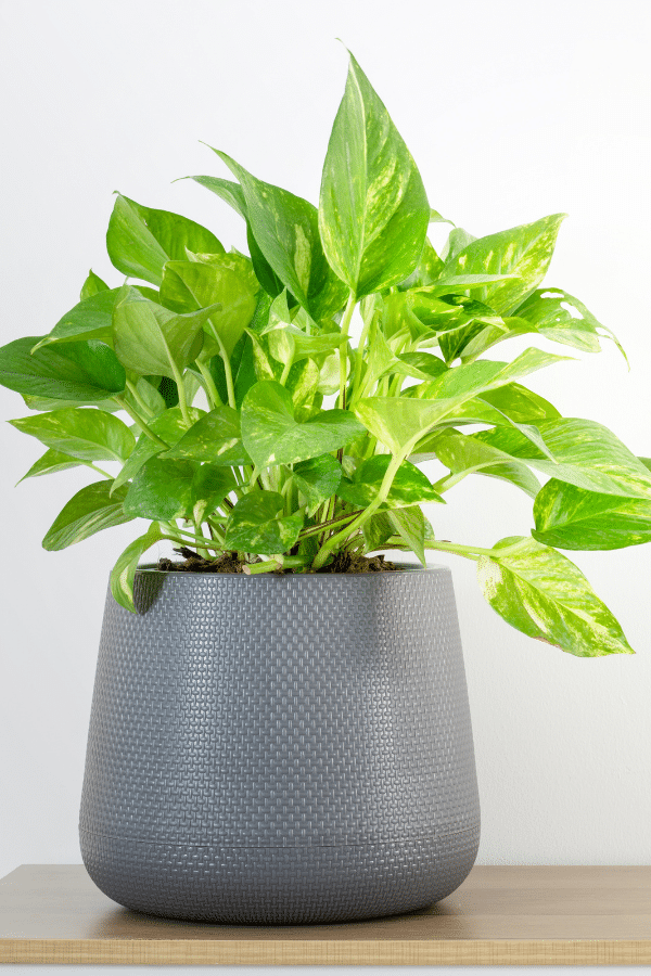 Golden Pothos Air Purifying Plant