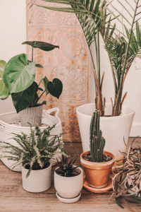 Houseplants for Beginners