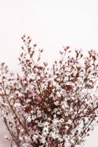 Valentine's Day Houseplants