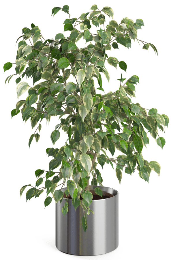 Weeping Fig Air Purifying Plant