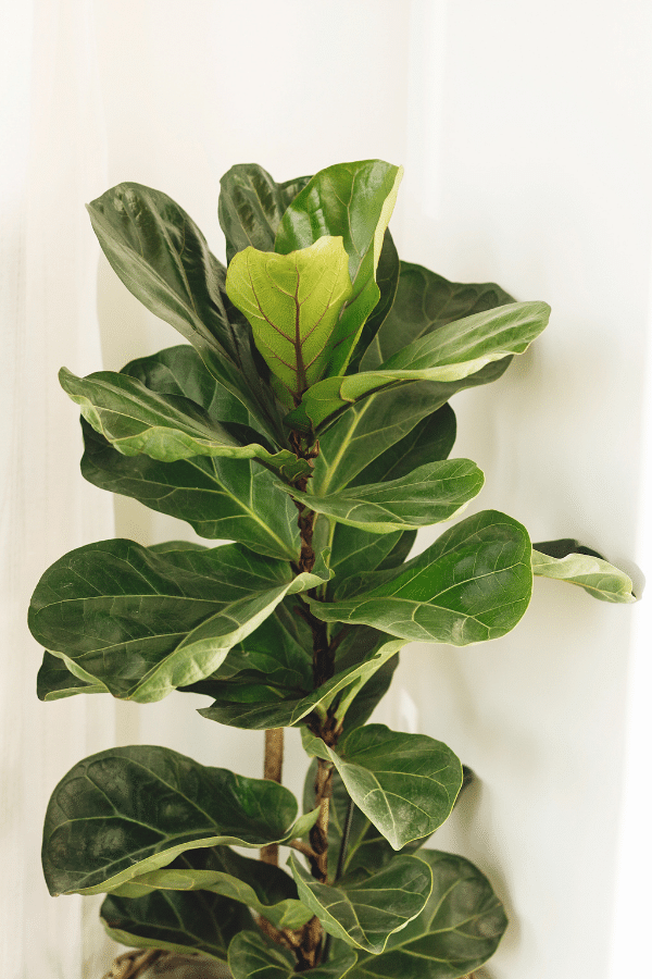 Fiddle leaf fig store dangerous to dogs