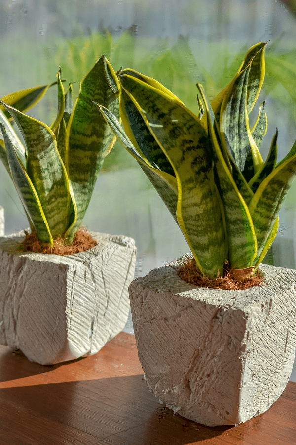 How to Care for Snake Plant