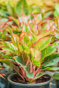 Red Chinese Evergreen Care