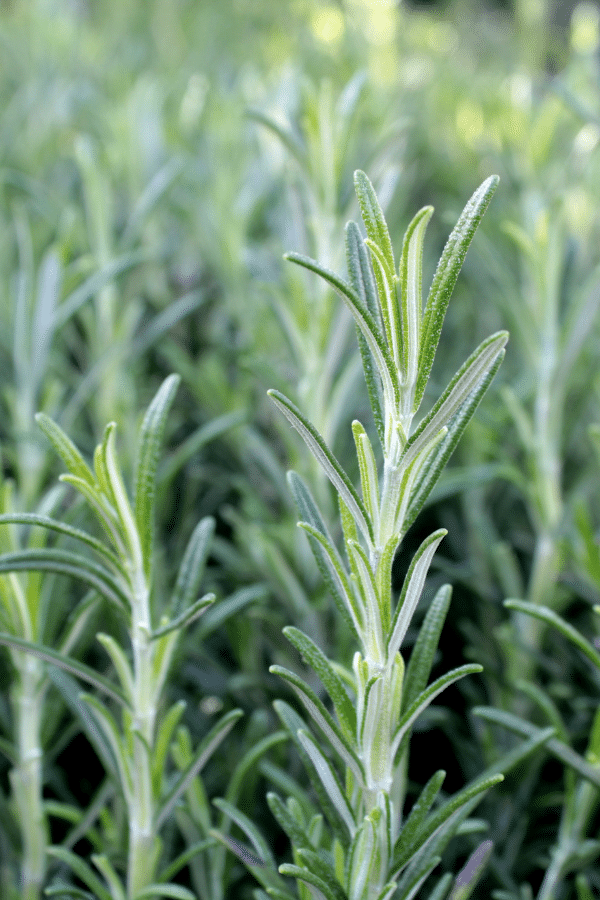 Rosemary Plant Care