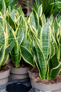 Snake Plant Care