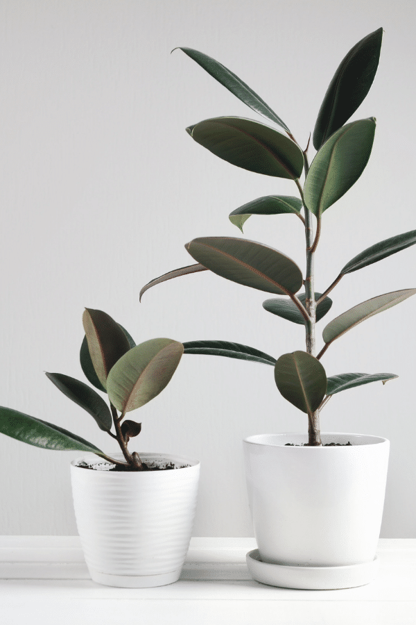 Rubber Plant, Ficus Elastica Abidjan, Buy Plants Online