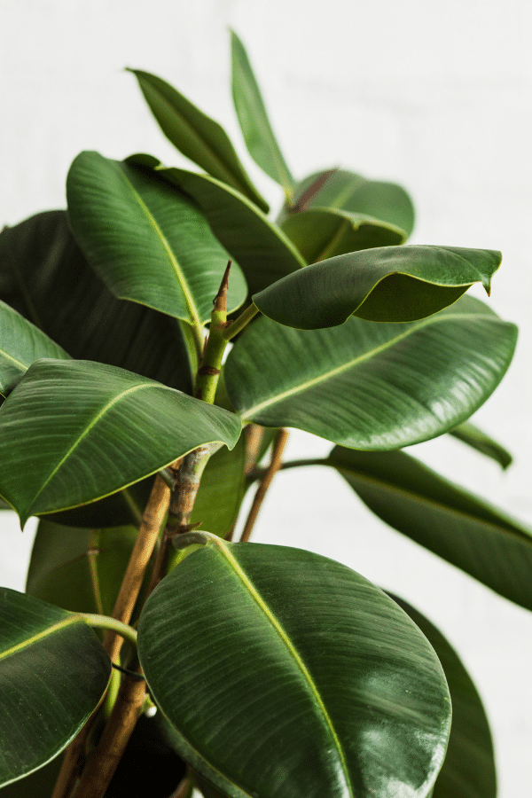 rubber plant tree care