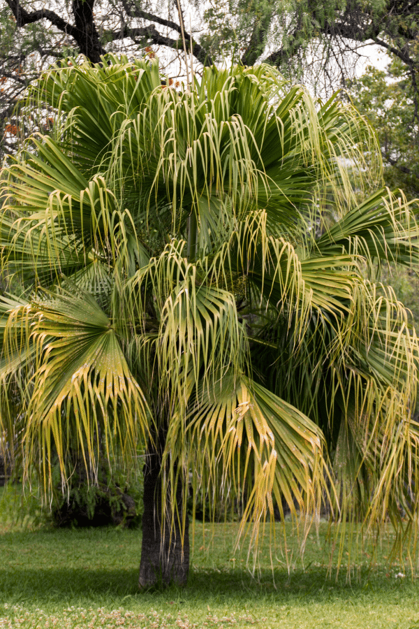 Caring for Chinese Fan Palm
