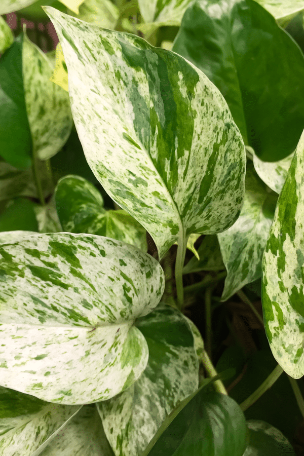 Caring for Marble Queen Pothos