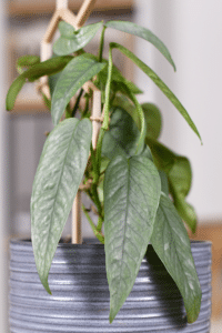 Cebu Blue Pothos Care