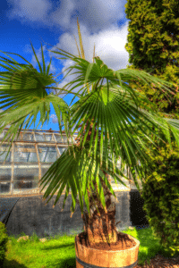Chinese Fan Palm Care