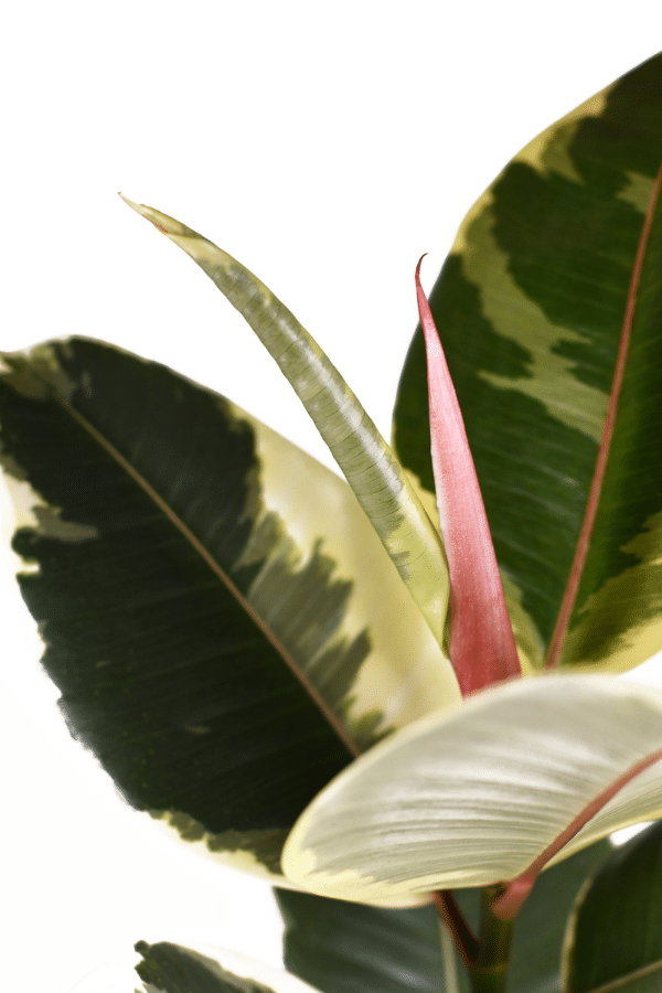 Close Up Ficus Elastica Tineke