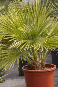 European Fan Palm Care