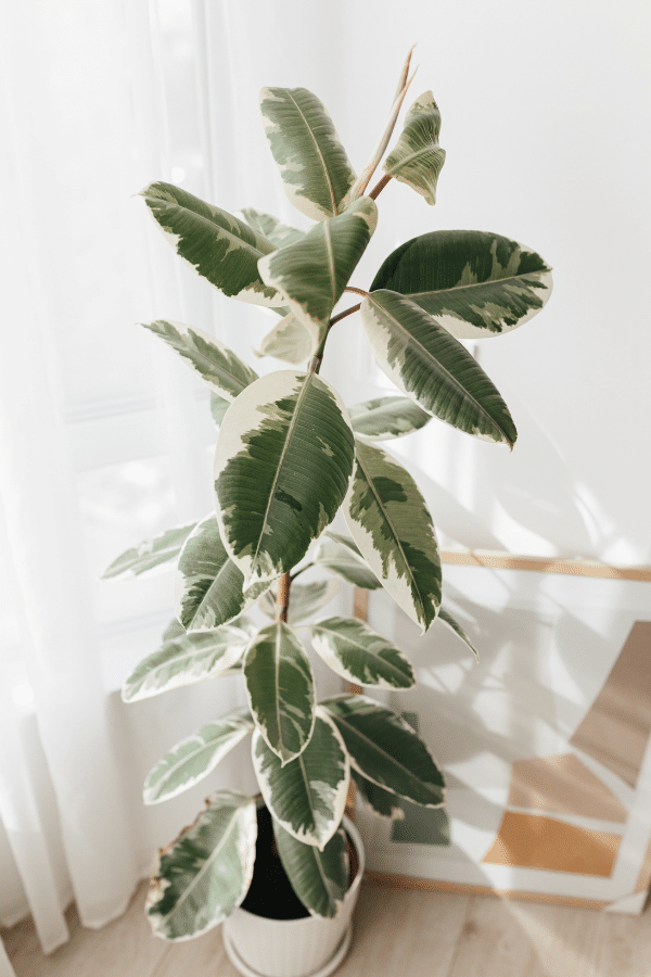 Ficus Elastica Tineke Care