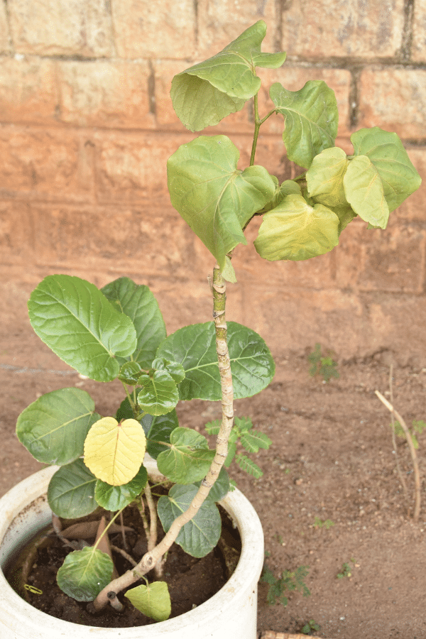 Ficus Umbellata (Umbrella Tree Fig)