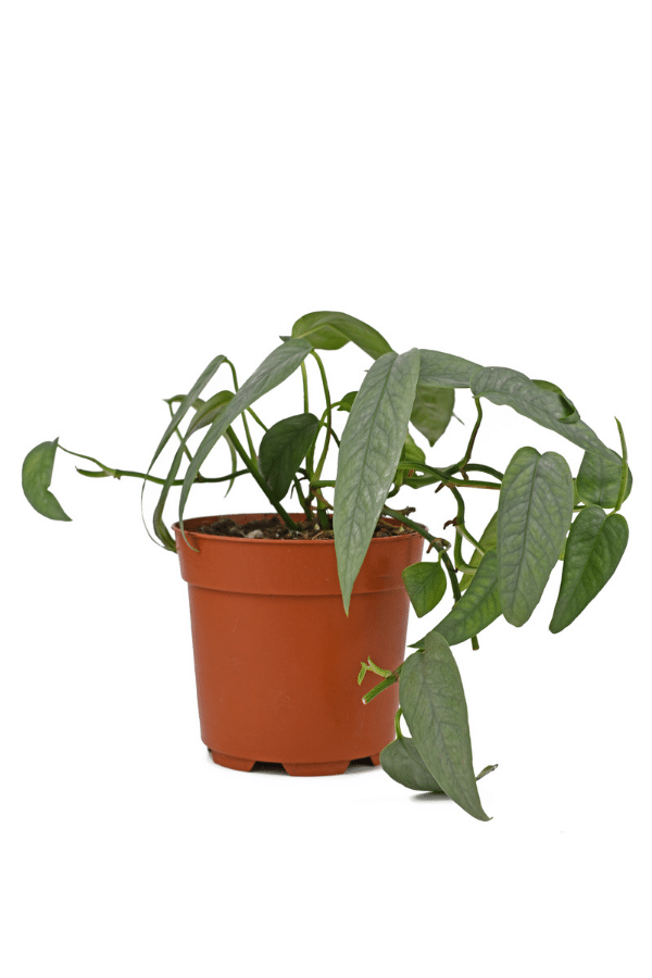 How to Care for Cebu Blue Pothos