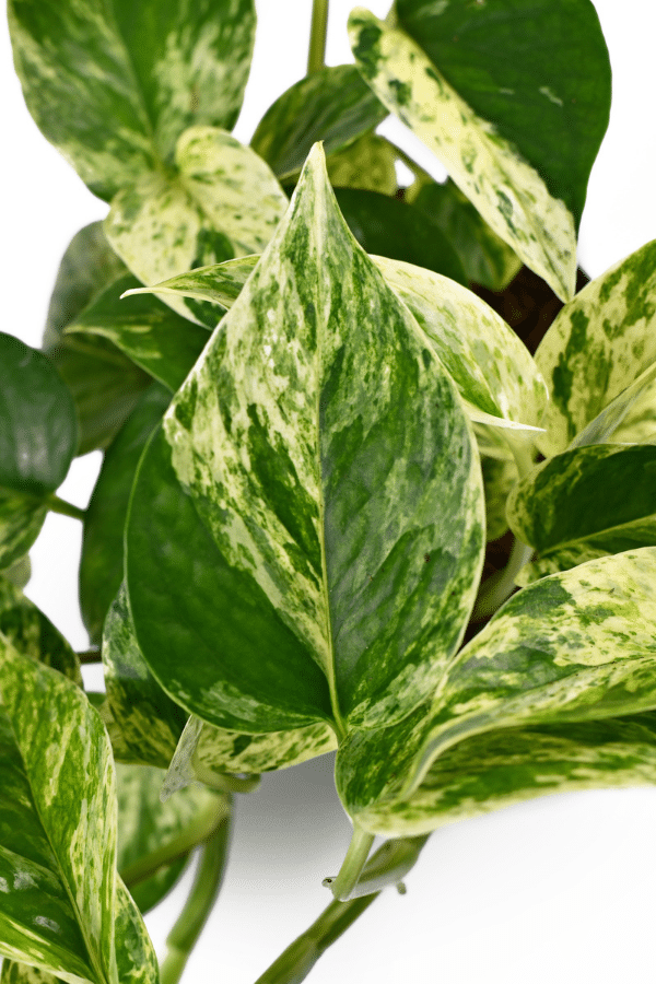 How to Care for Marble Queen Pothos