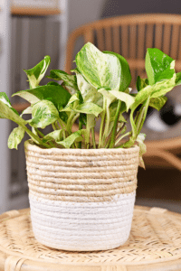 Manjula Pothos Care