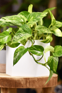 Marble Queen Pothos Care