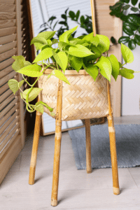 Neon Pothos Care