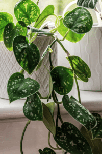 Silver Satin Pothos Care