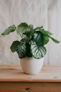 Calathea Orbifolia Care