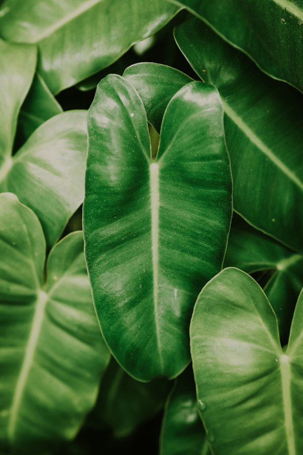 Caring for Philodendron Burle Marx