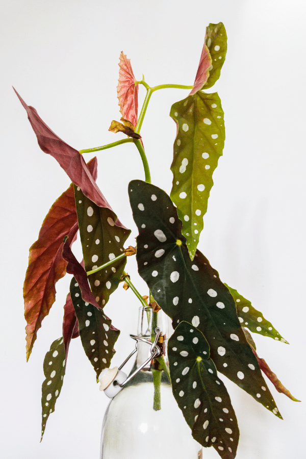 Caring for Polka Dot Begonia Maculata