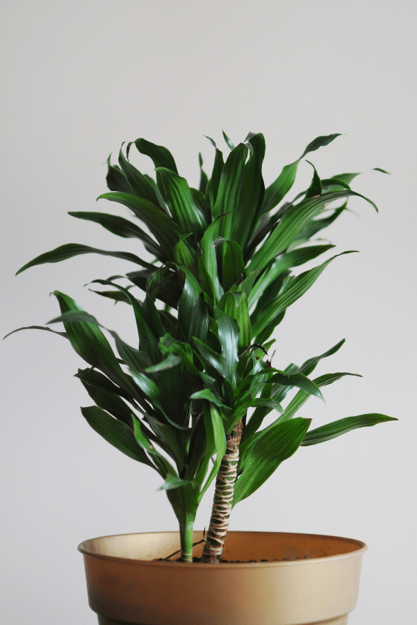 Ultimate Dracaena Craig & Growing Guide