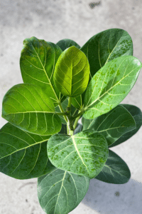Ficus Audrey Care