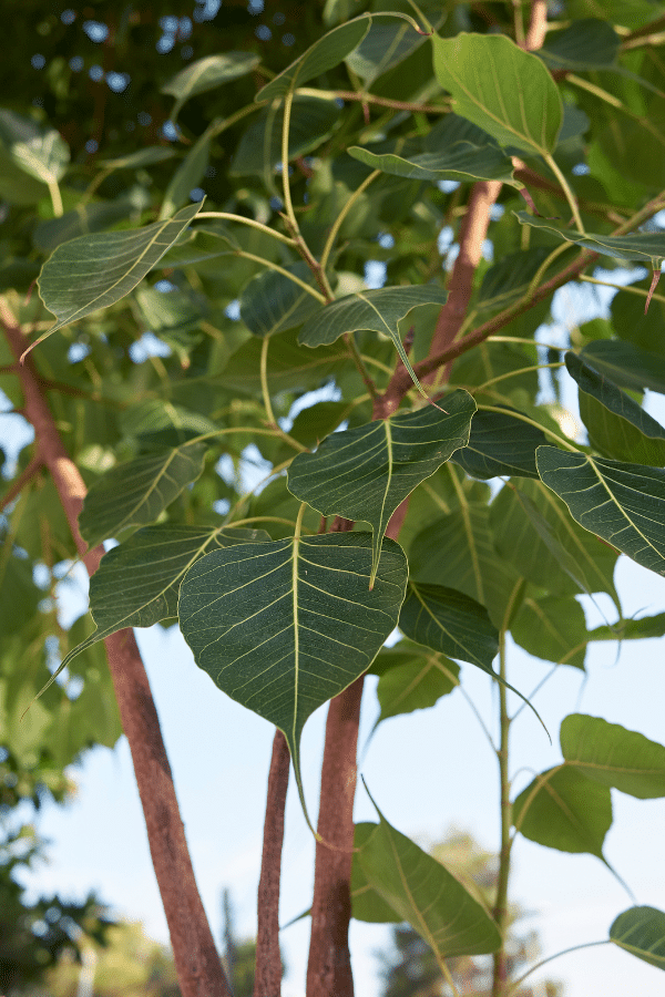 ficus religiosa flower