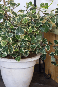 Ficus Triangularis Care