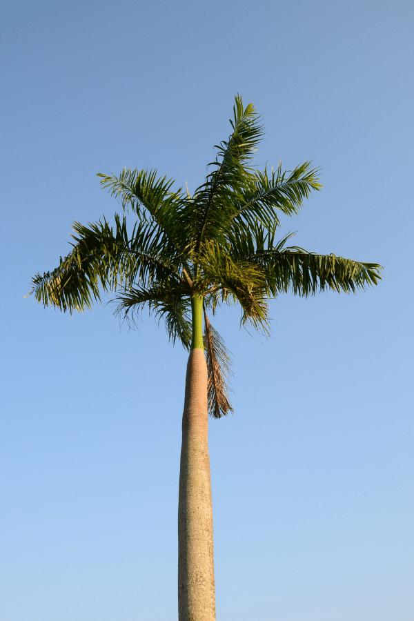 Foxtail Palm Care