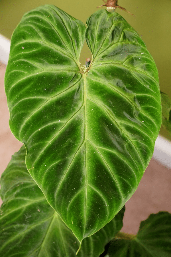 How to Care for Philodendron Verrucosum