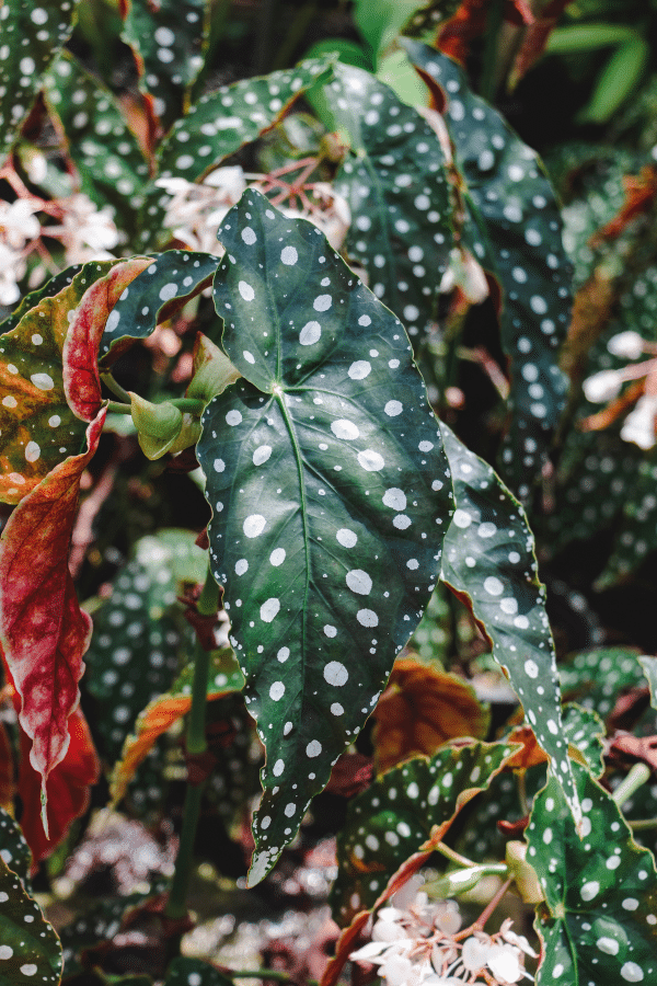 How to Care for Polka Dot Begonia Maculata