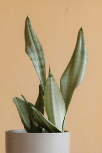 Moonshine Snake Plant Care