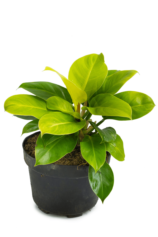 Philodendron Moonlight Care
