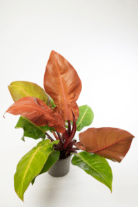 Philodendron Prince of Orange Care