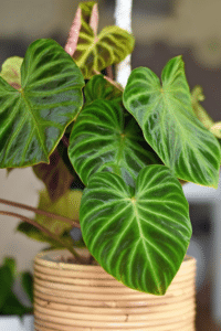 Philodendron Verrucosum Care