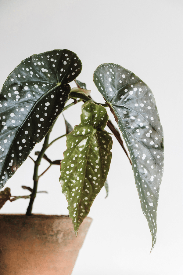 Polka Dot Begonia Maculata