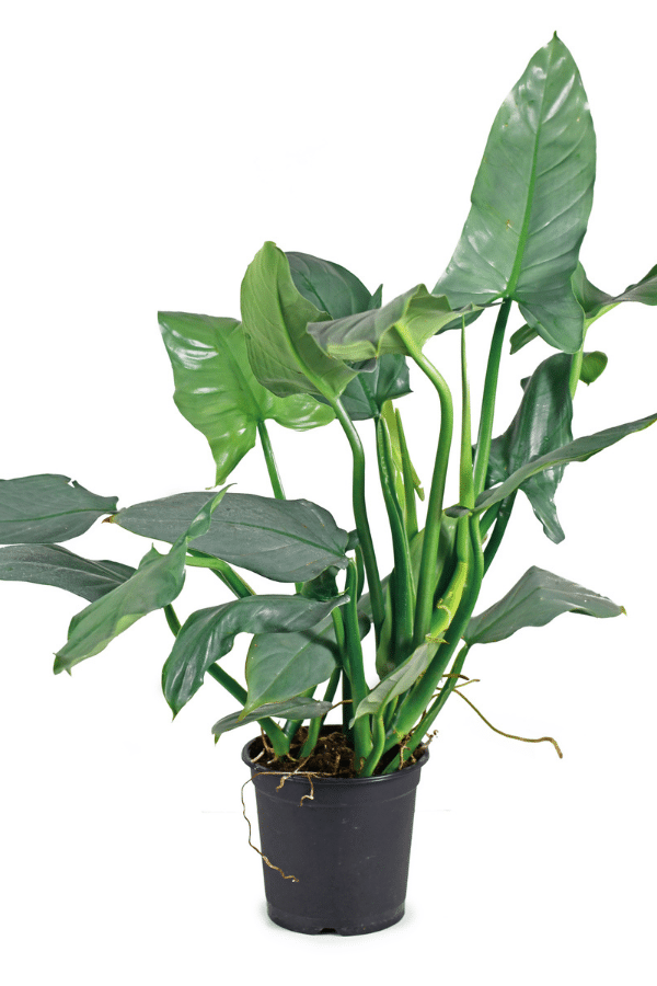 Silver Sword Philodendron Care