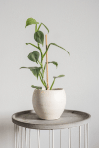 Silver Sword Philodendron Hastatum Care