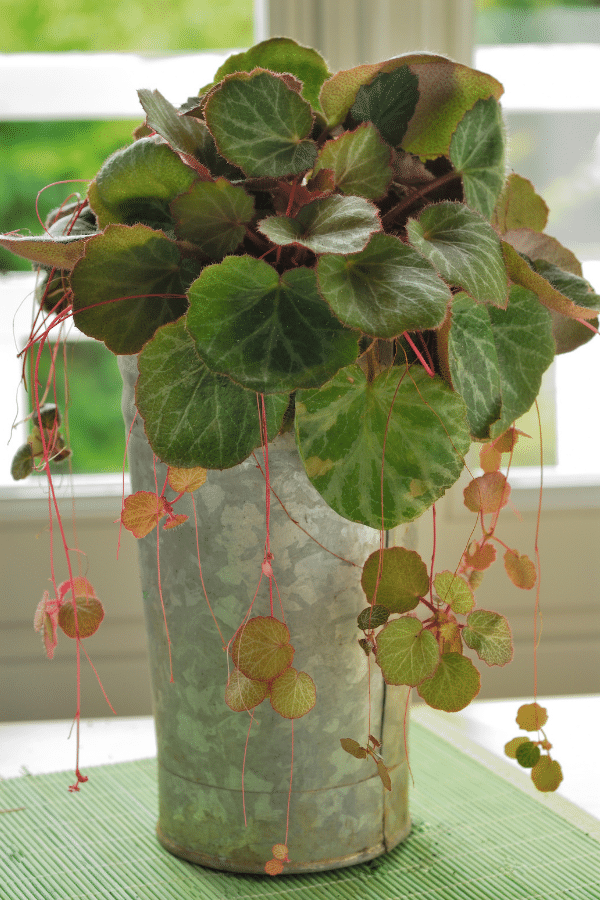 Strawberry Begonia Care