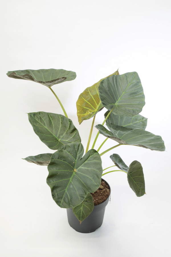 Alocasia Regal Shield