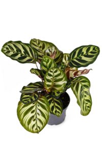 Calathea Makoyana Care