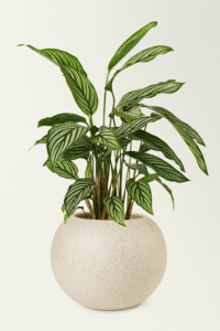 Calathea Vittata Care